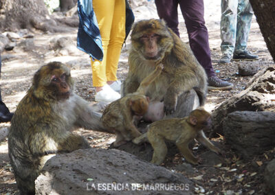 Sefrou – Bahlil – Ifrane – Azrou
